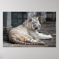 Relaxed Bengal White Tiger Photography