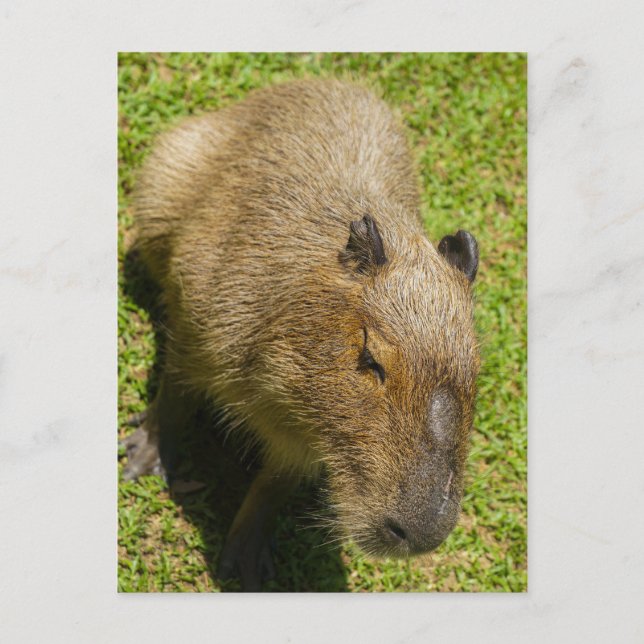 Relaxed Capybara on Green Grass Postcard (Front)