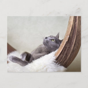Relaxed Cat Postcard
