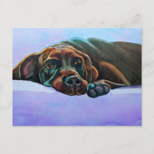 Relaxed Chocolate Lab Postcard