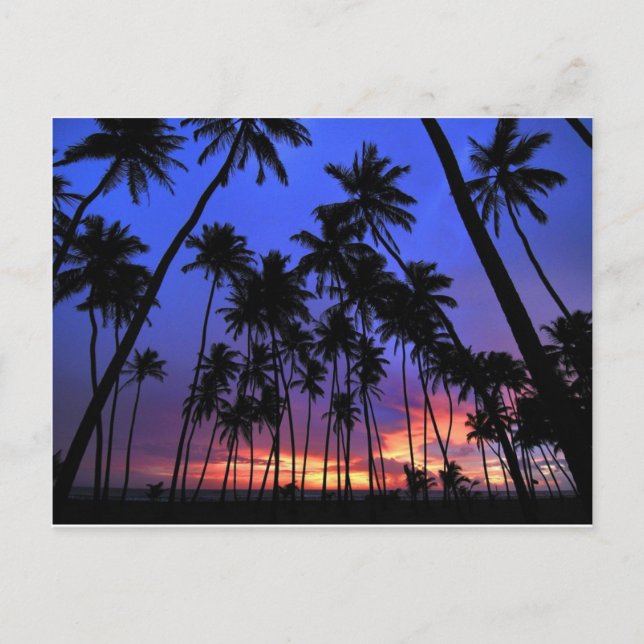 Relaxed design Florida feel Postcard (Front)