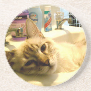 relaxed kitty Coaster