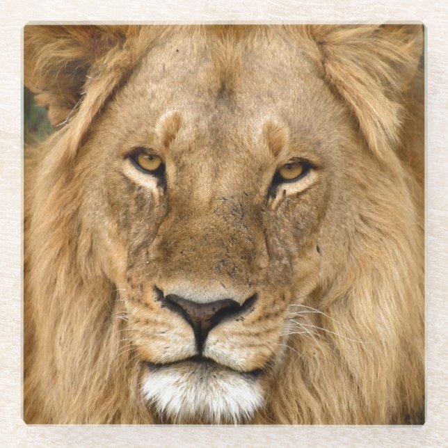 Relaxed Lion King, Great Mane Coaster (Front)