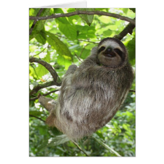 Relaxed Sloth in Nature