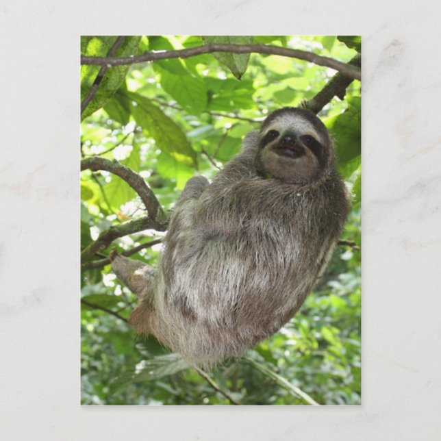 Relaxed Sloth in Nature Postcard (Front)