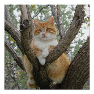 Relaxing 20" x 20",Poster Paper,Semi-Gloss Poster