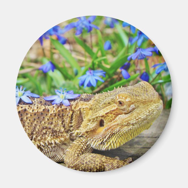Relaxing Bearded Dragon Magnet (Front)