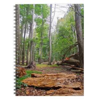 Relaxing Beech Forest Notebook