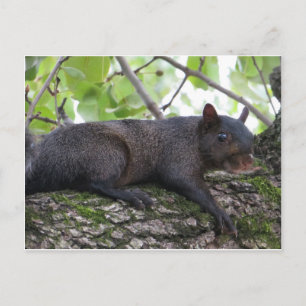 Relaxing Black Squirrel Postcard