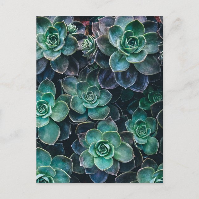 Relaxing Green Blue Succulent Cactus Plants Postcard (Front)