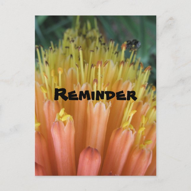 Reminder Postcard (Front)