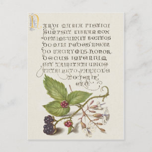 Renaissance Blackberry Fruit Calligraphy Postcard