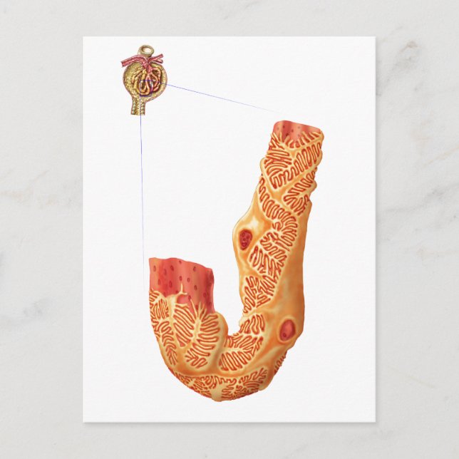 Renal Corpuscle And The Filtration Membrane Postcard (Front)