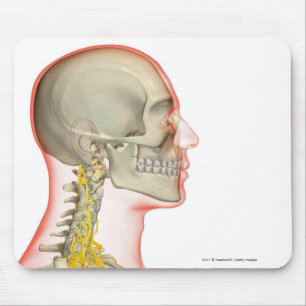 Rendering of the nerves of the neck mouse pad