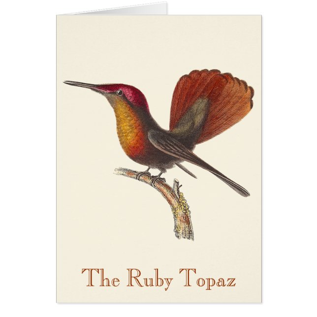 Rene Primevere Lesson - The Ruby Topaz Hummingbird (Front)