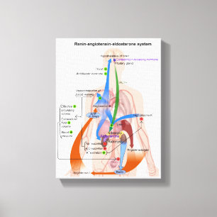 Renin-Angiotensin System Chart Human Body Diagram Canvas Print