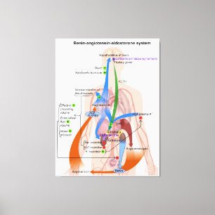 Renin-Angiotensin System Chart Human Body Diagram Canvas Print