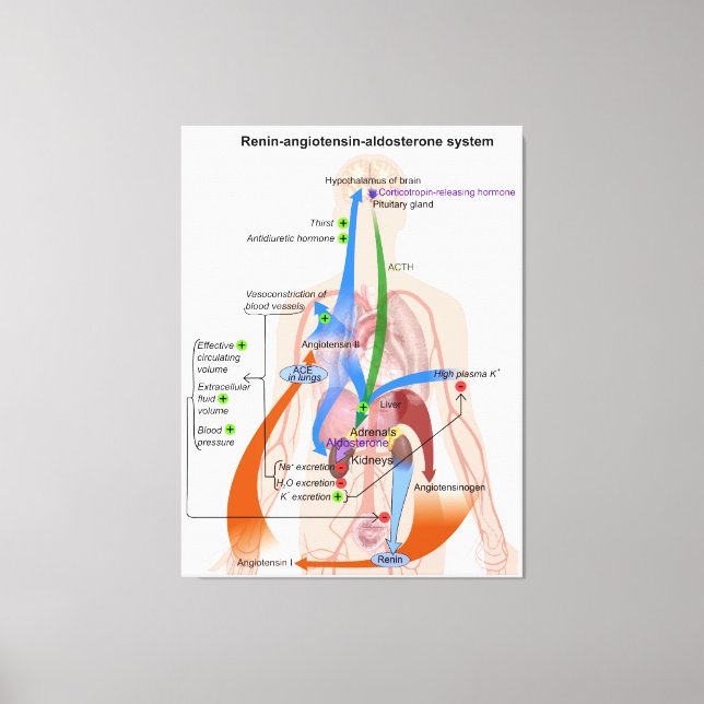 Renin-Angiotensin System Chart Human Body Diagram Canvas Print (Front)