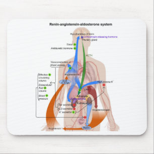 Renin-Angiotensin System Chart Human Body Diagram Mouse Pad