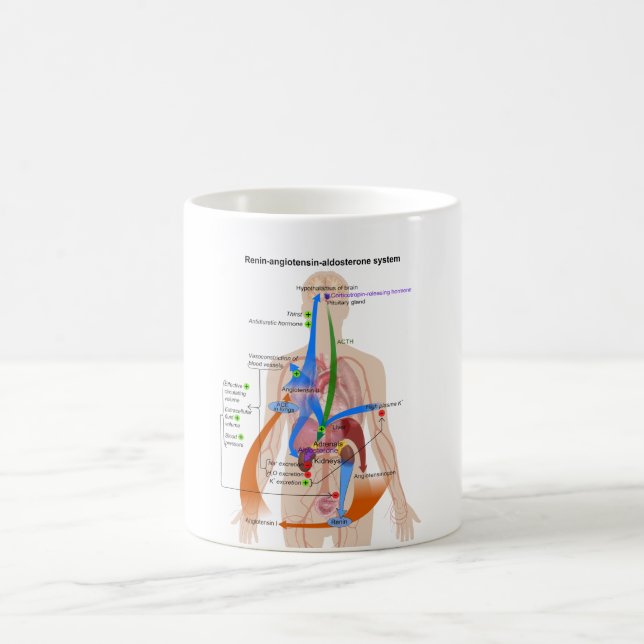 Renin Angiotensin system (RAS) Diagram Coffee Mug (Center)
