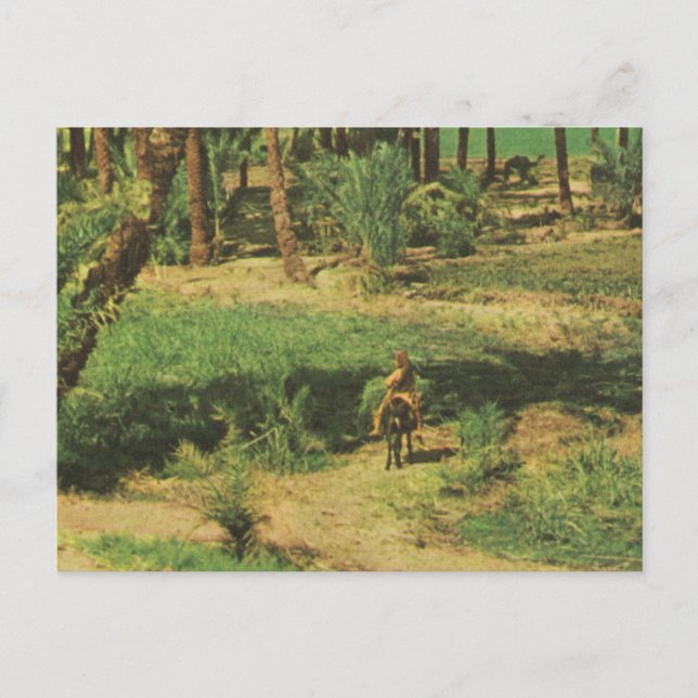 Replica  Vintage Egypt, Nile delta agriculture Postcard (Front)