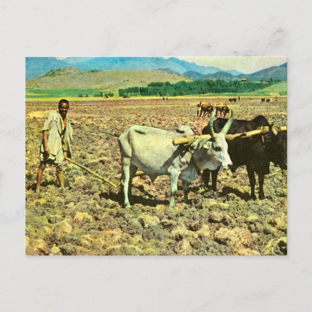 Replica  Vintage Ethiopia, Cattle pulling plough Postcard (Front)