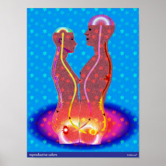 Reproductive Colours Poster