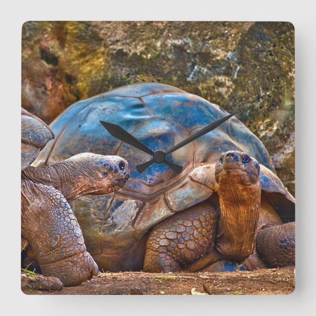 Reptile Galapagos Tortoises Wall Clock (Front)