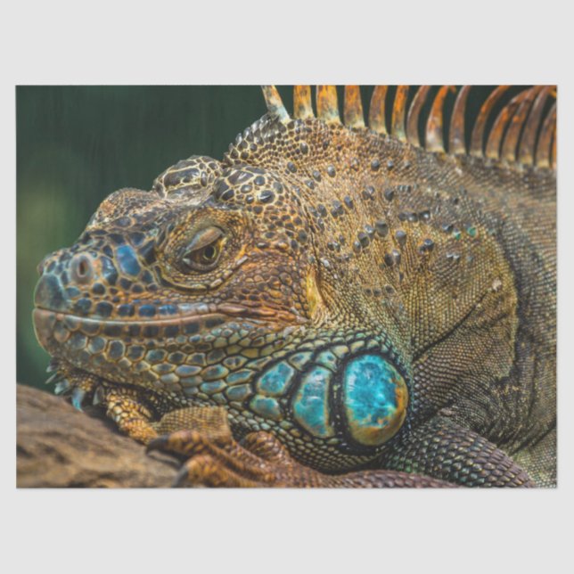 reptile lizard tissue paper (Front)