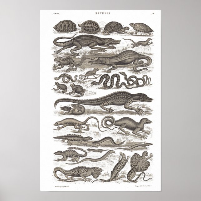 Reptile vintage natural history print (Front)