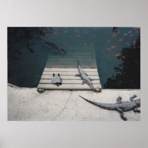 Reptiles Basking Poster