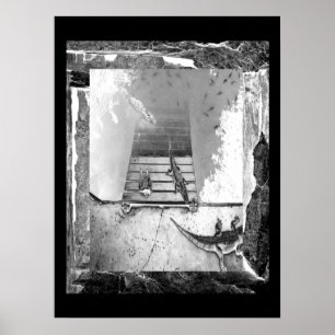 Reptiles Basking Poster