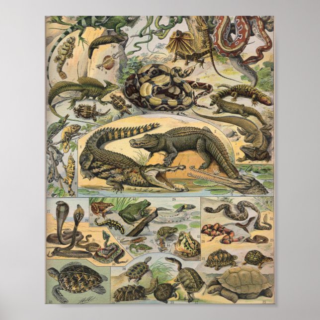 Reptiles Illustration By Adolphe Millot Poster (Front)