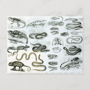 Reptiles, Serpents and Lizards Postcard