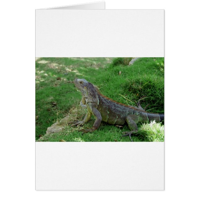 Reptilian Look.JPG (Front)