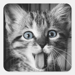 Rescue Cute Kitten Classic Round Sticker
