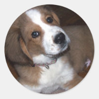Rescue Dog Buddy Implores You