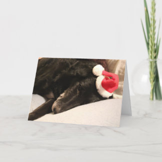 Rescue Dog Christmas Card