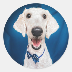 Rescue dog Poodle Classic Round Sticker