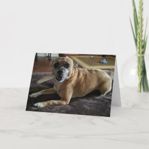 Rescue Dogs Standard, 5" x 7" Folded Greeting Card