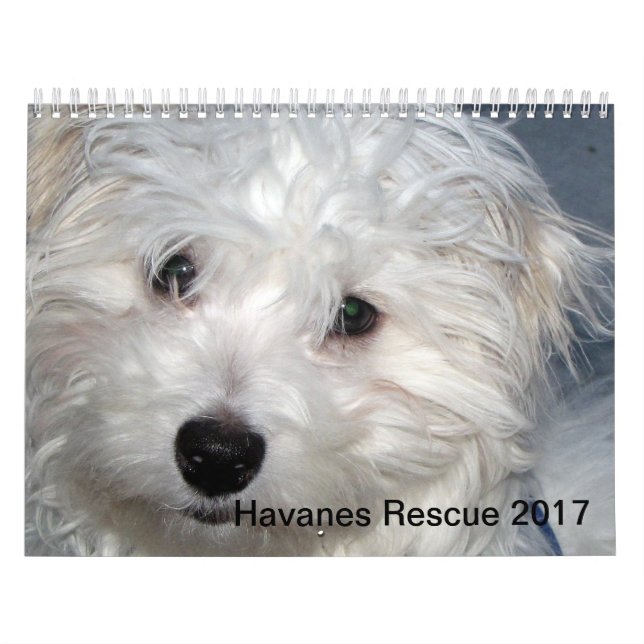 Rescue Havanese Pups 2014 Calendar (Cover)