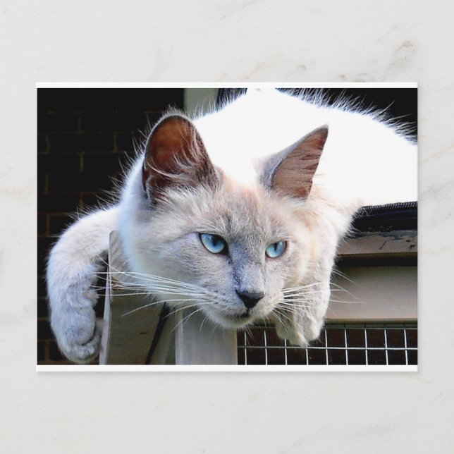 Rescue Me Ragdoll Cat Eyes Original Photograph Postcard (Front)