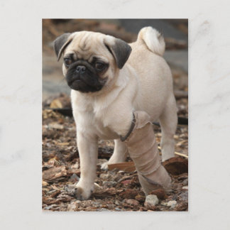 Rescue Pug Postcard