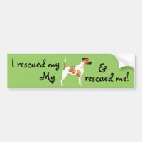 Rescue Smooth Fox Terrier