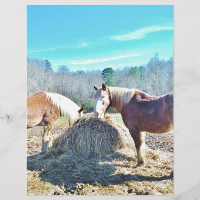 Rescued Draught Horses eating hay (Front)