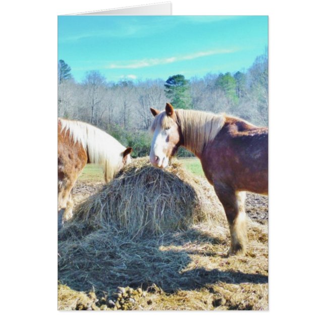 Rescued Draught Horses eating hay (Front)