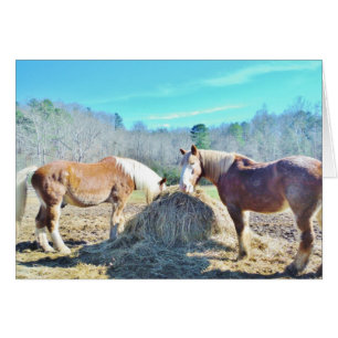 Rescued Draught Horses eating hay