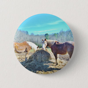 Rescued Draught Horses eating hay 6 Cm Round Badge