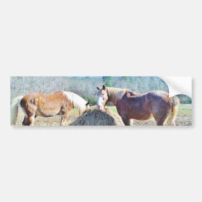 Rescued Draught   Horses eating hay Bumper Sticker (Front)