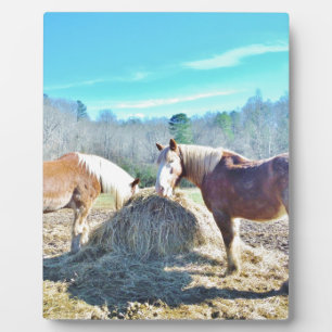 Rescued Draught Horses eating hay Plaque
